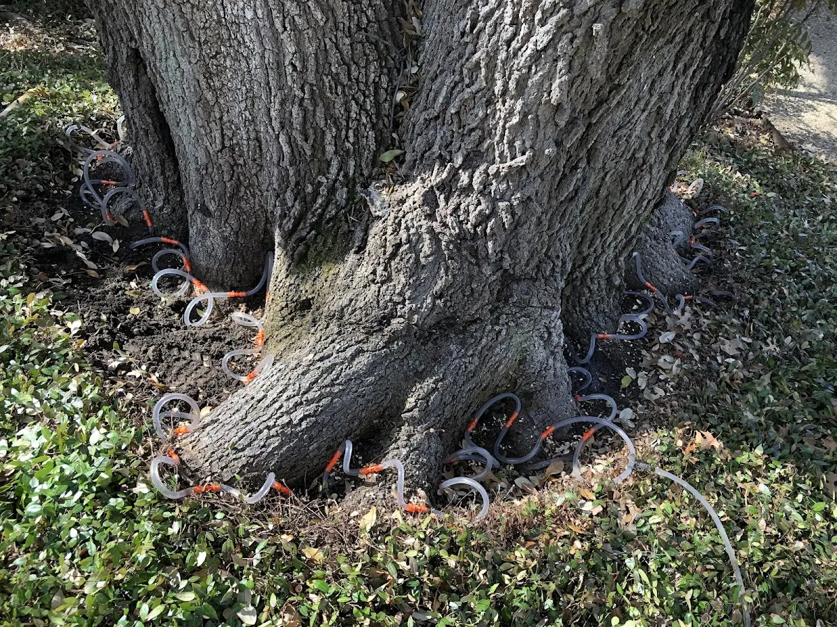 Detailed Tree Cabling and Bracing job site in Crossroads