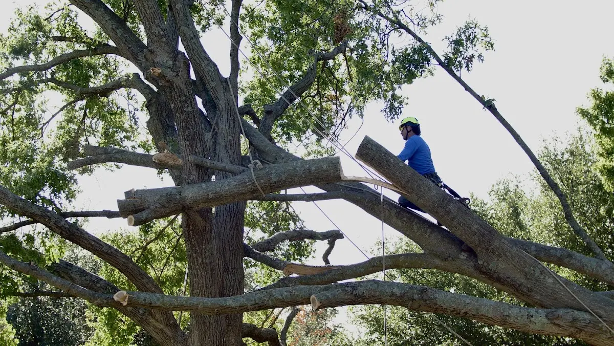 Professional Crown Thinning performed by certified arborists in Crossroads