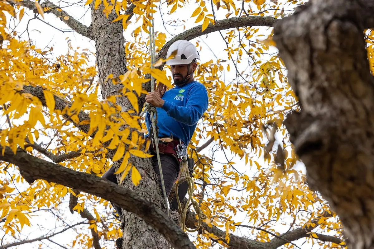 Skilled Tree Trimming crew working in Crossroads
